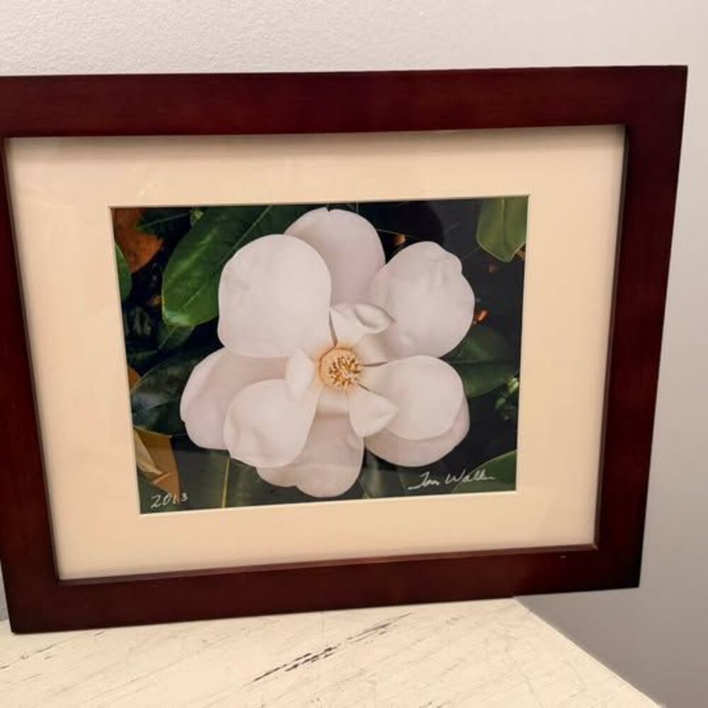 Tom Walker 2013 Magnolia Flower Framed Photograph